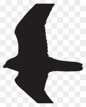 Prairie Falcon Clipart Dove - Seabird - Transparent PNG Free Download