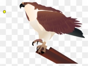Falcon Clipart Kite Bird - Osprey Clip Art - Transparent PNG Free Download