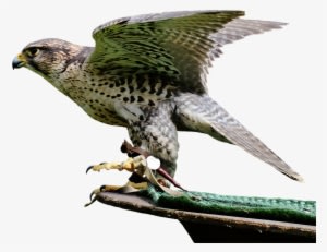 Download Free Falcon Birds Png Transparent Images Transparent - Falcon - Transparent PNG Free Download