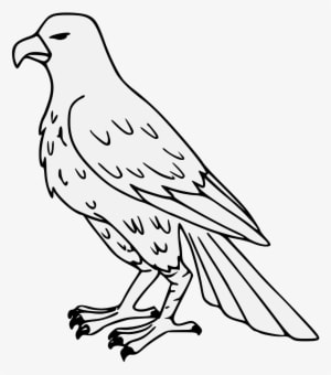 Falcon - Falcon Drawing - Transparent PNG Free Download