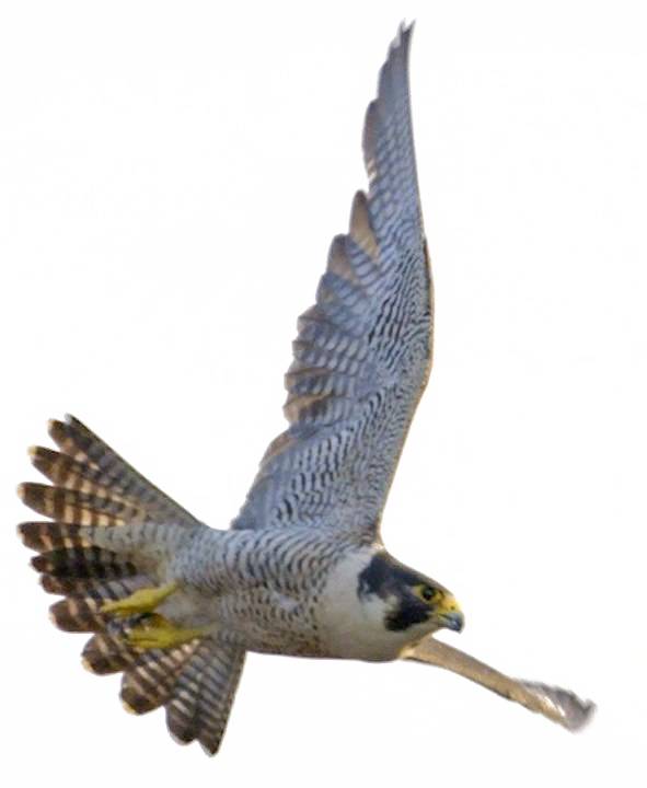 Falcon Download Transparent Png Image - Saudi Arabia Peregrine Falcon - Transparent PNG Free Download