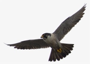 Falcon Png Vector - Flying Falcon Png - Transparent PNG Free Download