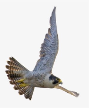 Falcon Download Transparent Png Image - Saudi Arabia Peregrine Falcon - Transparent PNG Free Download