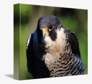 Peregrine Falcon Png Transparent - Peregrine Falcon - Transparent PNG Free Download