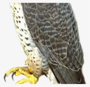 Falcon Png Transparent Images - Falcon Png - Transparent PNG Free Download