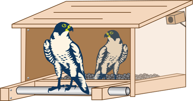 A Pair Of Peregrine Falcons Reside In A Man-made Nest - Tappan Zee Bridge Falcon - Transparent PNG Free Download