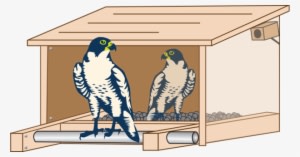 A Pair Of Peregrine Falcons Reside In A Man-made Nest - Tappan Zee Bridge Falcon - Transparent PNG Free Download