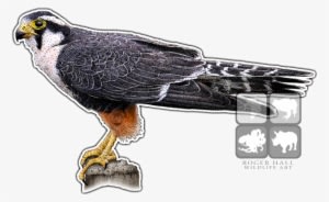 Aplomado Falcon Decal - Falcon - Transparent PNG Free Download