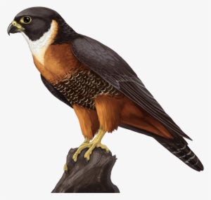 Falcon Animals Sticker - Falcon Png - Transparent PNG Free Download