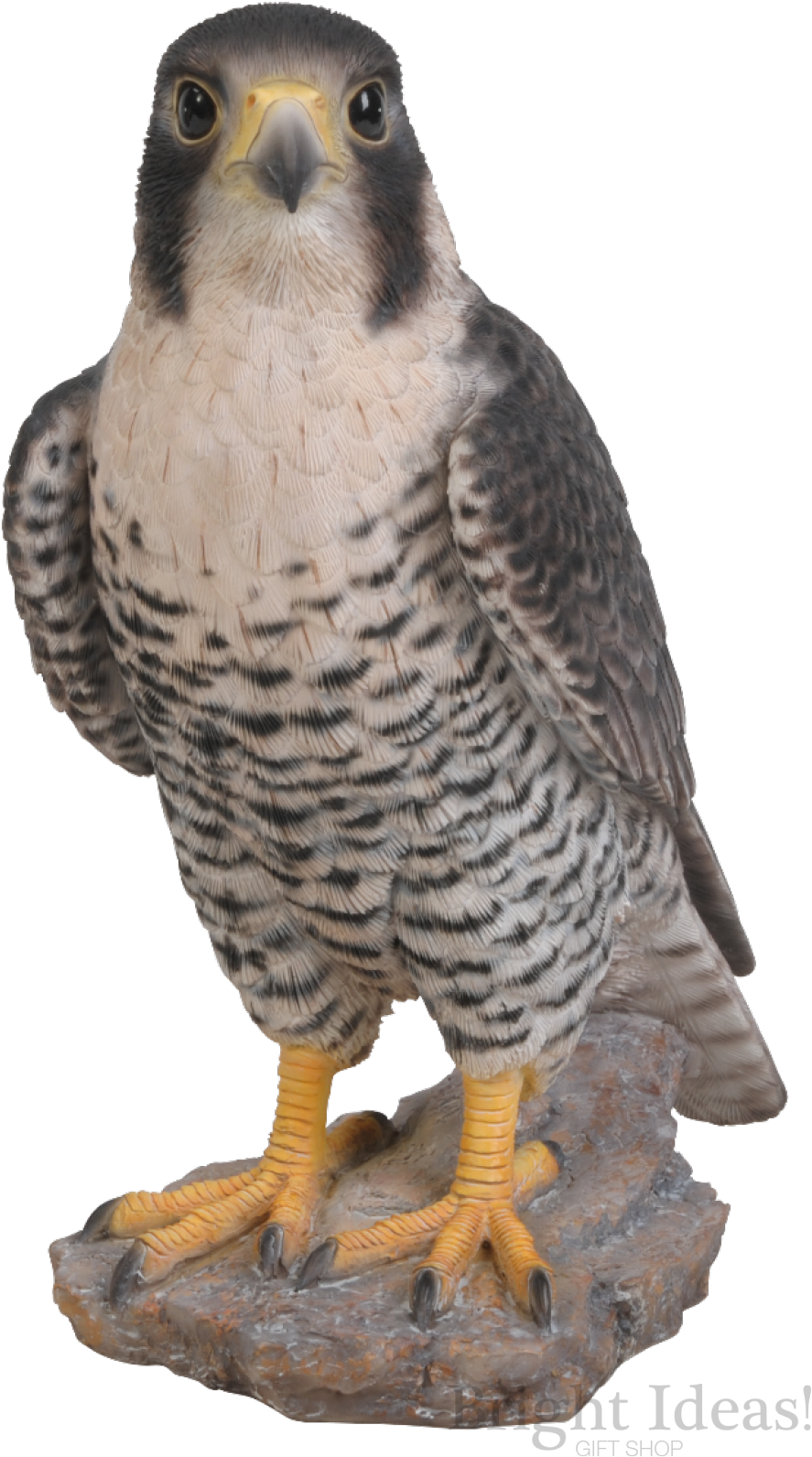 Peregrine Falcon Bird Of Prey Real Life Vivid Arts - Peregrine Falcon Size - Transparent PNG Free Download