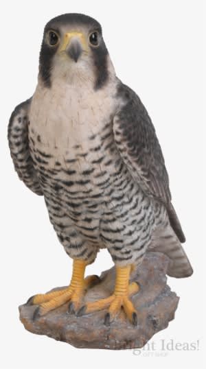 Peregrine Falcon Bird Of Prey Real Life Vivid Arts - Peregrine Falcon Size - Transparent PNG Free Download