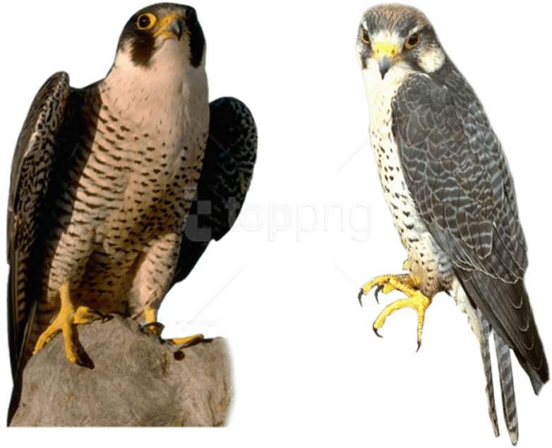 Free Png Download Falcon Png Images Background Png - Falcon Gif Transparent - Transparent PNG Free Download