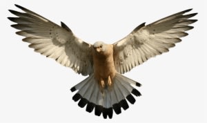 Eagle Png Image Download Png Image - Falcon Transparent - Transparent PNG Free Download