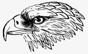 Bald Eagle White Tailed Eagle Bird Black And White - Falcon Black And White Clip Art - Transparent PNG Free Download