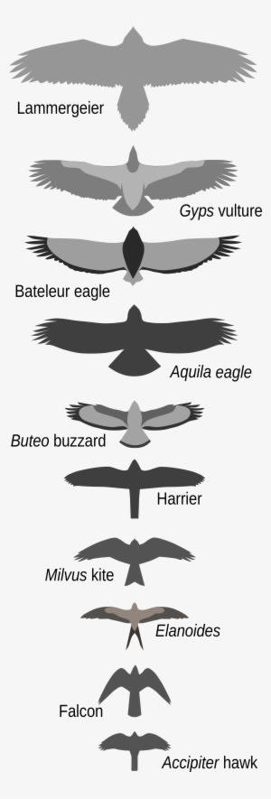 Open - Falcon Bird Size Comparison - Transparent PNG Free Download