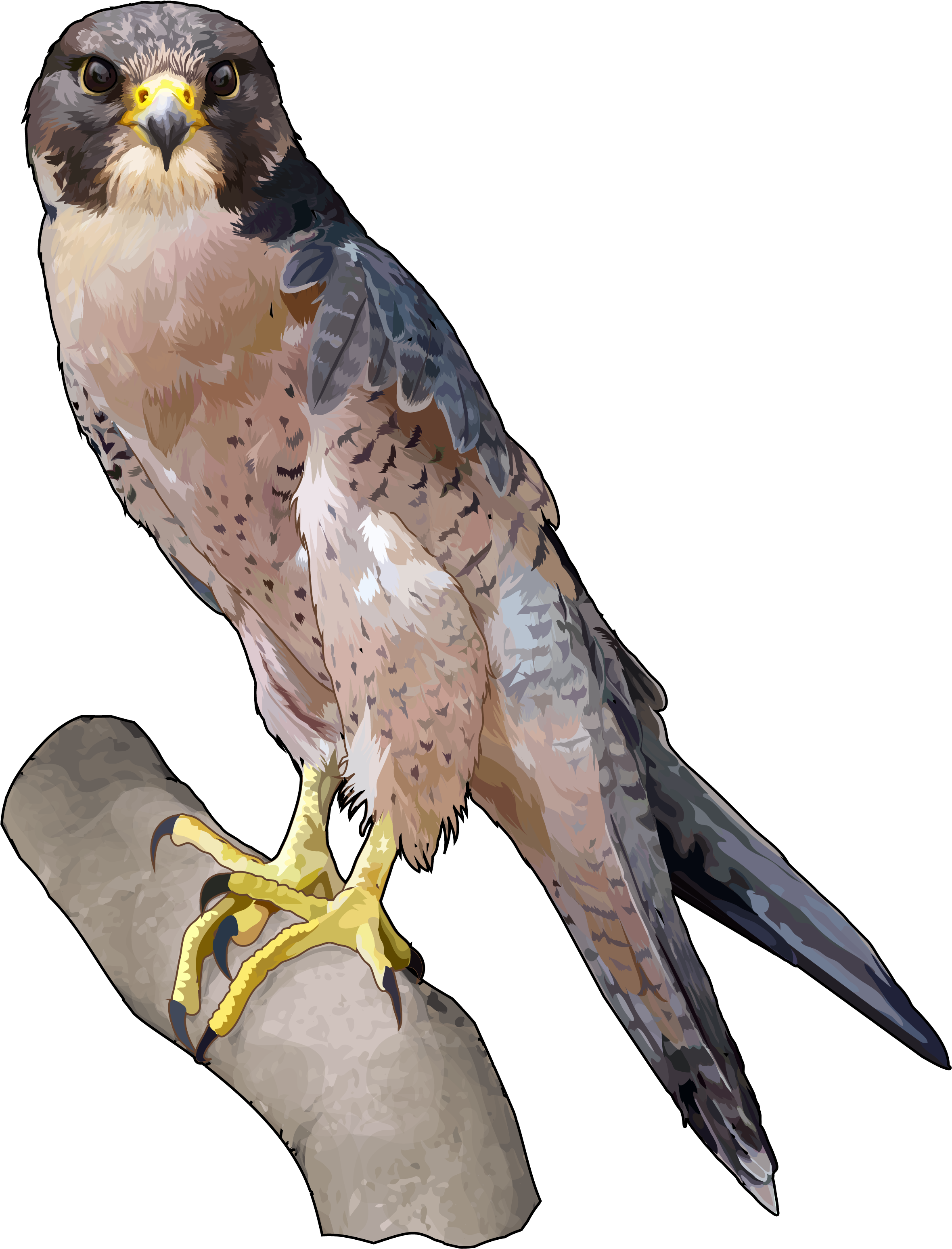 Halcon Tagarote Ecoisla Fuerteventura - Falcon - Transparent PNG Free Download
