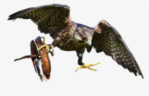 Download Free Falcon Birds Png Transparent Images Transparent - Bird Of Prey - Transparent PNG Free Download