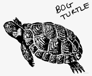 Prairie Falcon Clipart Turtle - Bog Turtle Clipart - Transparent PNG Free Download
