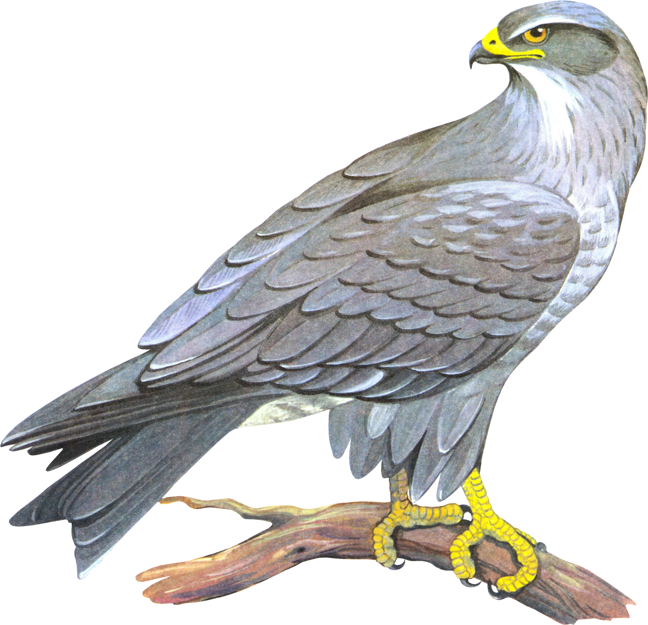 Falcon Png - Сокол Пнг - Transparent PNG Free Download