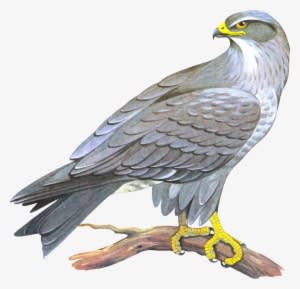 Falcon Png - Сокол Пнг - Transparent PNG Free Download