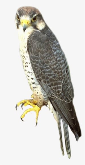Falcon Png - Sharp Shinned Hawk Png - Transparent PNG Free Download