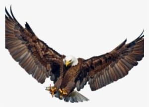 Drawn Falcon Eagle Wings Spread - Eagle Spreading Wings Png - Transparent PNG Free Download