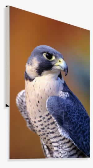 Close Up Of Adult Male Peregrine Falcon Canvas Print - Miss Alma Peregrine Bird - Transparent PNG Free Download