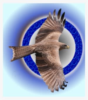 Discover Ideas About Peregrine Falcon - Northern Harrier - Transparent PNG Free Download