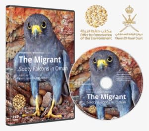 Sooty Falcons In Oman" Is The Title Of A Fascinating - Red-tailed Hawk - Transparent PNG Free Download