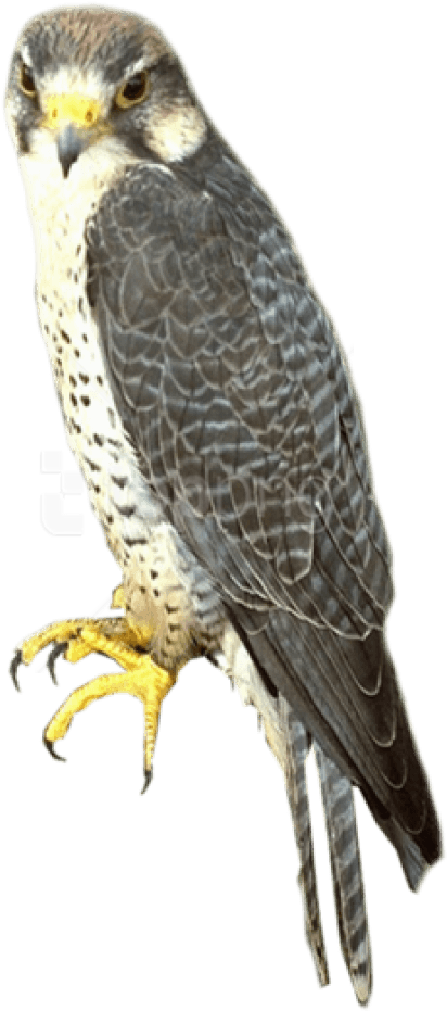 Free Png Falcon Png Images Transparent - Sharp Shinned Hawk Png - Transparent PNG Free Download