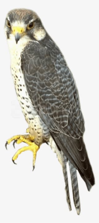 Free Png Falcon Png Images Transparent - Sharp Shinned Hawk Png - Transparent PNG Free Download