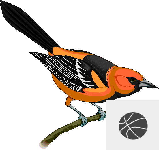 Rocky Grove High School Varsity Girls Basketball Schedule - Maryland State Bird - Free Transparent PNG Clipart Images Download. ClipartMax.com - Transparent PNG Free Download