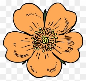Peach Clip Art Free - Apple Blossom Flower Drawing - Free Transparent PNG Clipart Images Download. - Transparent PNG Free Download