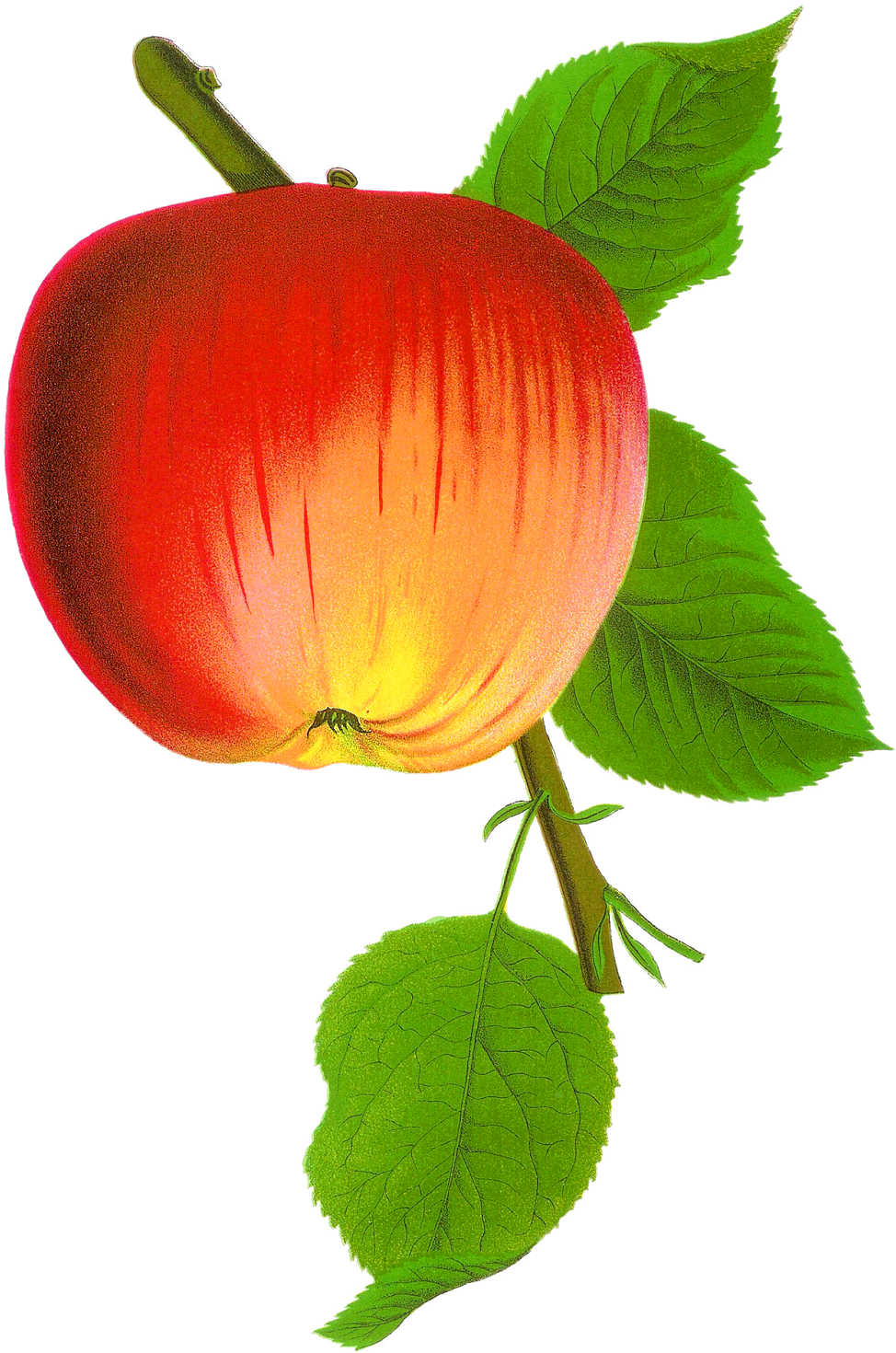 Apple Fruit Digital Png - Free Transparent PNG Clipart Images Download. - Transparent PNG Free Download