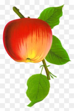 Apple Fruit Digital Png - Free Transparent PNG Clipart Images Download. - Transparent PNG Free Download