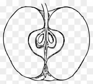 Piece Of Apple Clip Art - Inside Of An Apple Drawing - Free Transparent PNG Clipart Images Download. - Transparent PNG Free Download