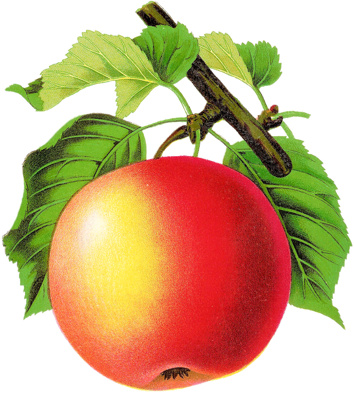 Digital Vintage Apple Clipart Downloads - Vintage Apple Png - Free Transparent PNG Clipart Images Download. - Transparent PNG Free Download