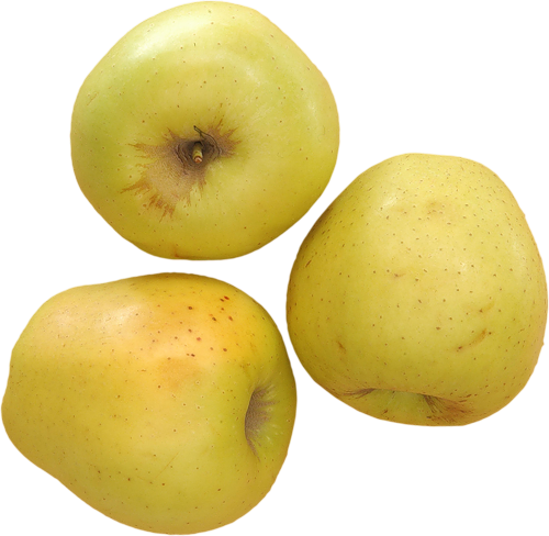 Lumik Kitspringmeeting El6 1 - Apple - Free Transparent PNG Clipart Images Download. - Transparent PNG Free Download