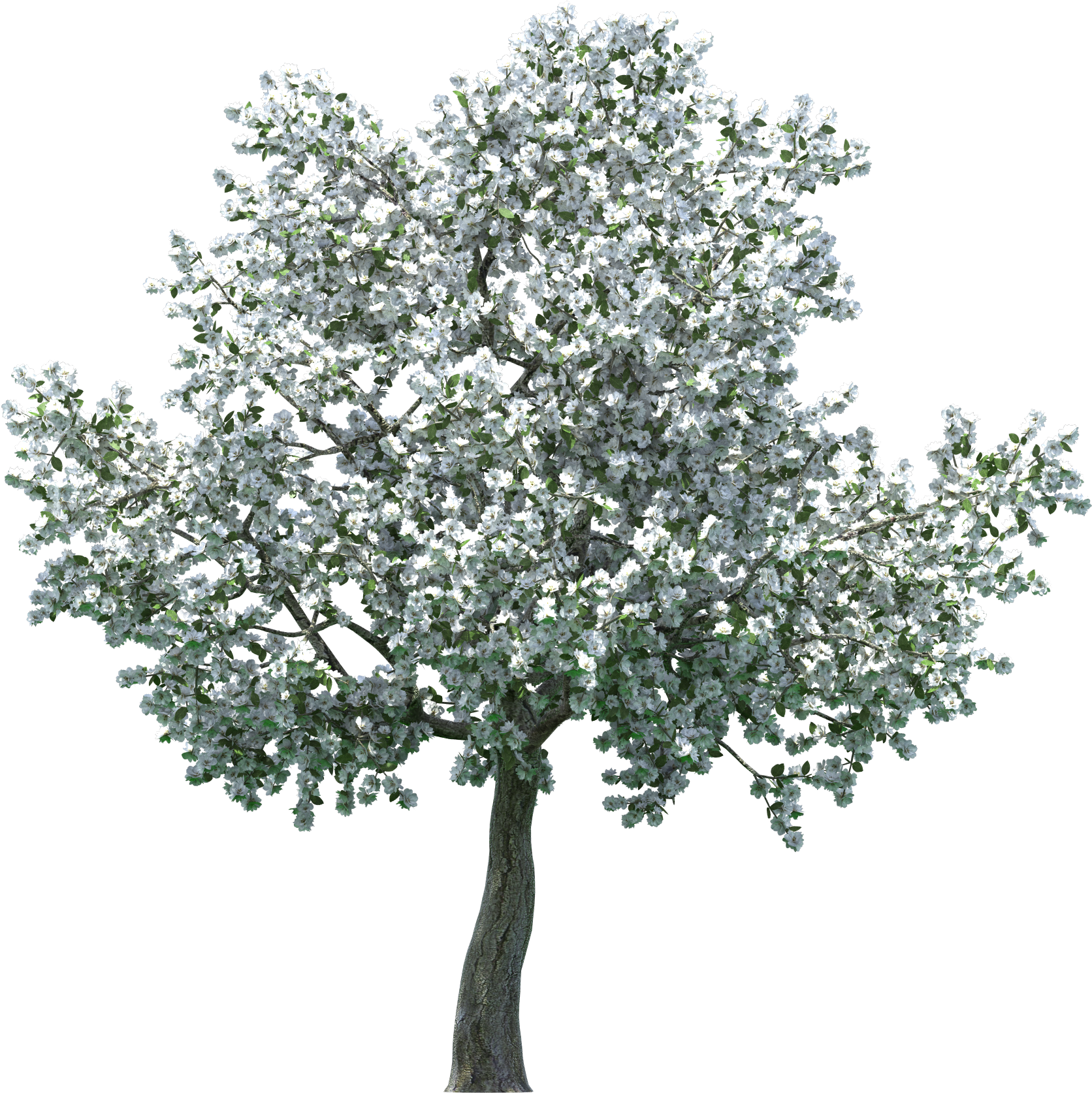 Realistic Blossom Tree Png Clip Art - Apple Blossom Tree Png - Free Transparent PNG Clipart Images Download. - Transparent PNG Free Download