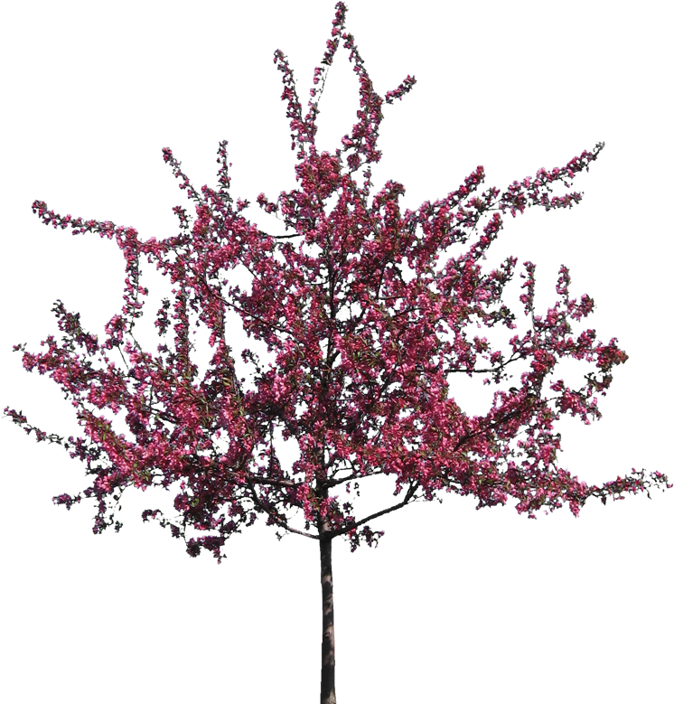 V - 8 - 7 740 - 0 Kbytes, Dvz - Flowering Trees - Crab Apple Tree - Free Transparent PNG Clipart Images Download. - Transparent PNG Free Download