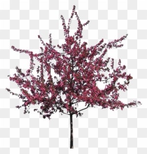 V - 8 - 7 740 - 0 Kbytes, Dvz - Flowering Trees - Crab Apple Tree - Free Transparent PNG Clipart Images Download. - Transparent PNG Free Download
