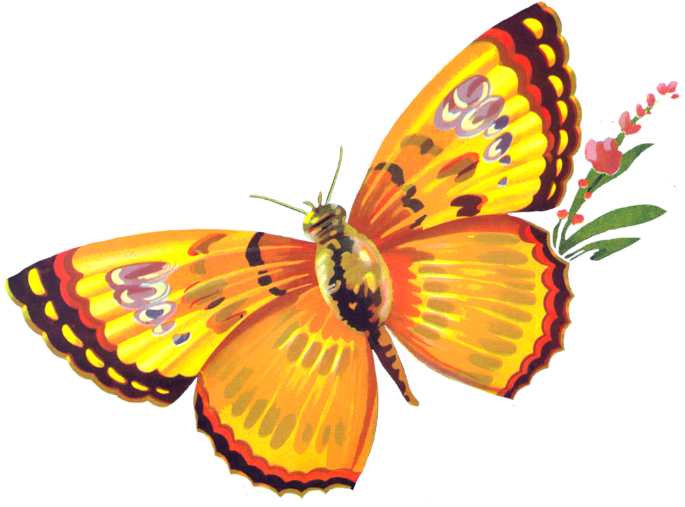 Butterfly Freebie By Chocolate-rabbit On Deviantart - Mariposa Apple Label - San Francisco, Ca - Free Transparent PNG Clipart Images Download. - Transparent PNG Free Download