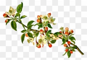 Big Image - Apple Tree Png - Free Transparent PNG Clipart Images Download. - Transparent PNG Free Download