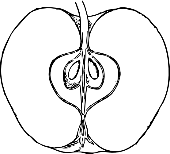 Apple In Cross Section Black White Line Art 555px - Cross Section Of An Apple - Free Transparent PNG Clipart Images Download. - Transparent PNG Free Download