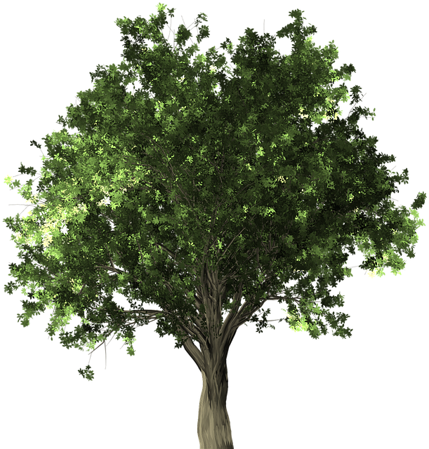 Zelkova Serrata, Tree, Bonsai, Zelkova, Serrata - Apple Tree Without Fruit - Free Transparent PNG Clipart Images Download. - Transparent PNG Free Download