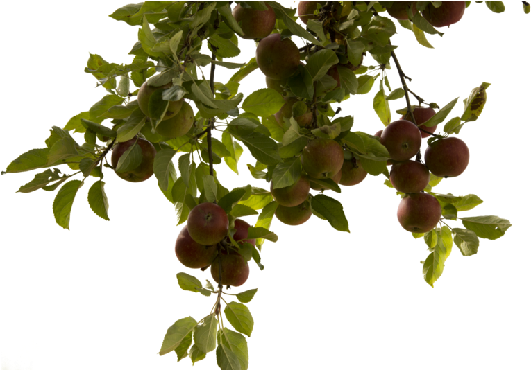 Tree Branch Png Photos - Apple Tree Branch Png - Free Transparent PNG Clipart Images Download. - Transparent PNG Free Download