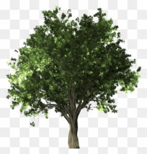 Zelkova Serrata, Tree, Bonsai, Zelkova, Serrata - Apple Tree Without Fruit - Free Transparent PNG Clipart Images Download. - Transparent PNG Free Download