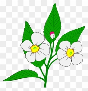 Big Image - Apple Blossom Clip Art - Free Transparent PNG Clipart Images Download. - Transparent PNG Free Download