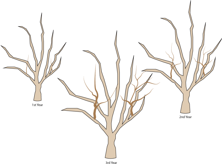 Crabapple Pruning- Water Sprout Growth 1st 3 Years - Crab Apple Tree Pruning - Free Transparent PNG Clipart Images Download. - Transparent PNG Free Download