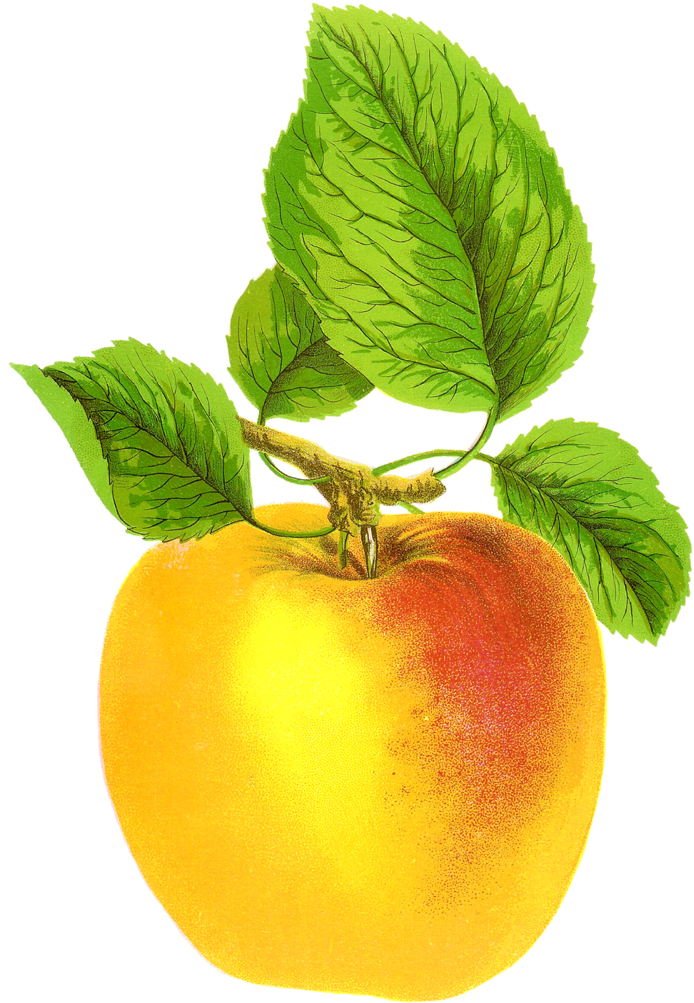 Free Digital Fruit Images Vintage Clip Art Apple Grime's - Vintage Apple Free - Free Transparent PNG Clipart Images Download. - Transparent PNG Free Download